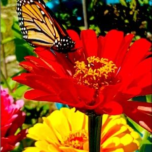 Meet your Posher, Michelle